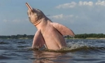 Dolphin amazonian